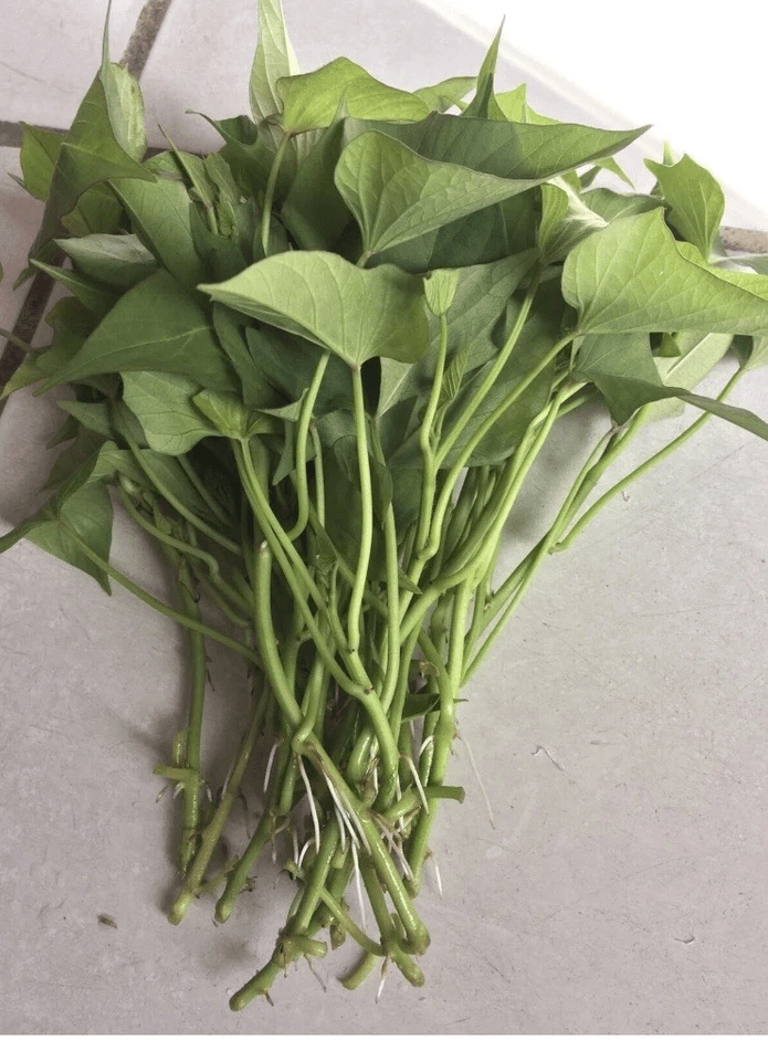 10 Okinawa Purple Sweet Potato Slips – Fresh Organic Cuttings, Ipomoea batatas Starter Plants (Khoai Lang) - Prostatewellstore.com