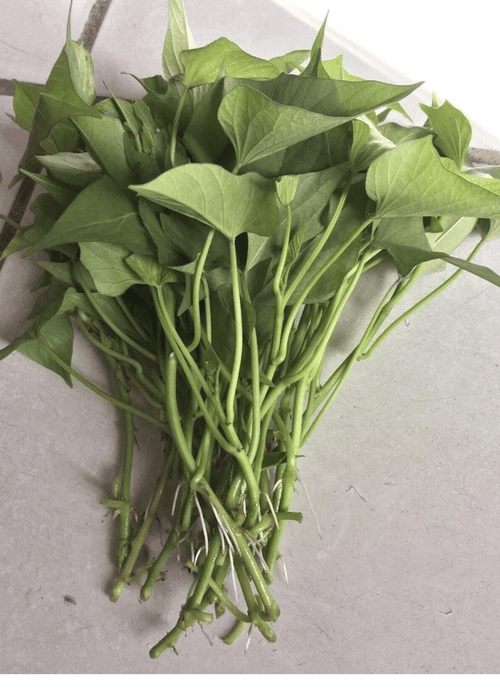 10 Okinawa Purple Sweet Potato Slips – Fresh Organic Cuttings, Ipomoea batatas Starter Plants (Khoai Lang) - Prostatewellstore.com