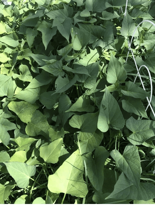 10 Okinawa Purple Sweet Potato Slips – Fresh Organic Cuttings, Ipomoea batatas Starter Plants (Khoai Lang) - Prostatewellstore.com