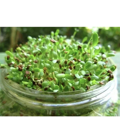 Alfalfa Sprout Seeds 100 Count Organic Non - GMO Medicago Sativa Microgreens Easy to Grow - Prostatewellstore.com