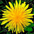 Dandelion Seeds for Microgreens & Salads - Organic Perennial Herb - 1000+ Seeds - Taraxacum officinale - Prostatewellstore.com