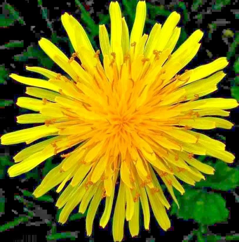 Dandelion Seeds for Microgreens & Salads - Organic Perennial Herb - 1000+ Seeds - Taraxacum officinale - Prostatewellstore.com