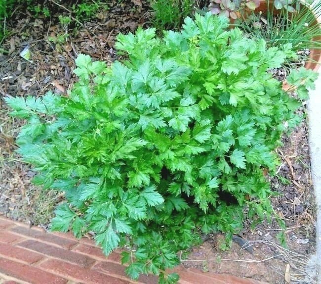 Organic Italian Flat Leaf Parsley Seeds - 301+ Count - Culinary Herb for Garden Containers - Petroselinum crispum - Prostatewellstore.com