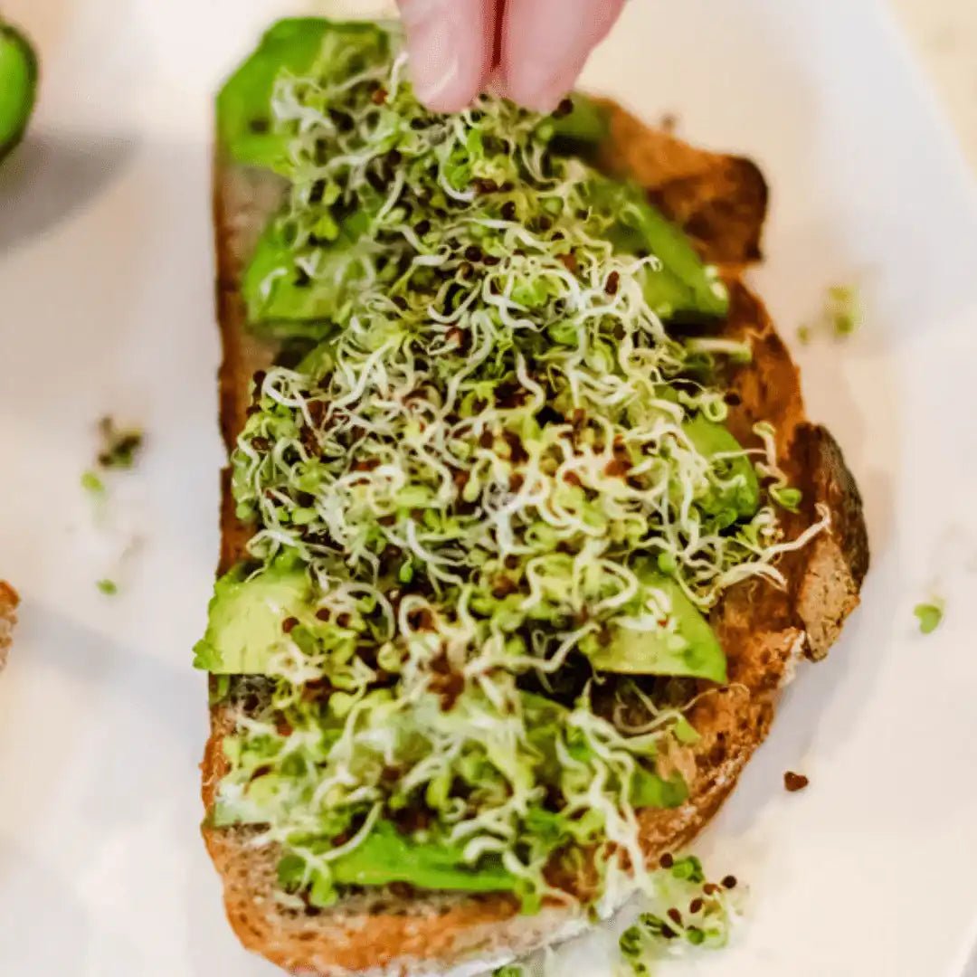 Sprout Spout Broccoli Starter Kit: Sprout Spout + 4oz or 1lb seeds + Free Sprout Scoop - Prostatewellstore.com