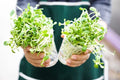 Sunflower Sprout Seeds - 200 Seeds - Organic, Non - GMO - Helianthus annuus - Grow Tasty Sprouts at Home - Prostatewellstore.com