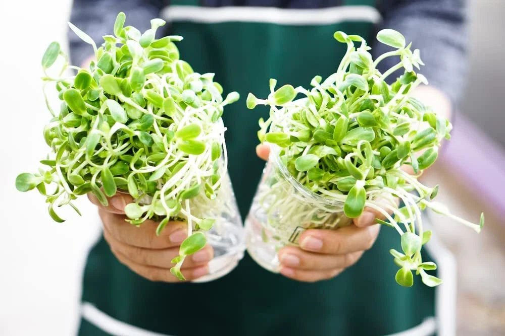 Sunflower Sprout Seeds - 200 Seeds - Organic, Non - GMO - Helianthus annuus - Grow Tasty Sprouts at Home - Prostatewellstore.com
